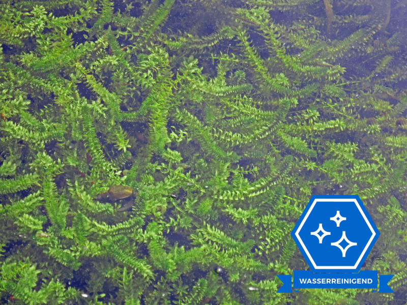 Elodea canadensis - Wasserpest